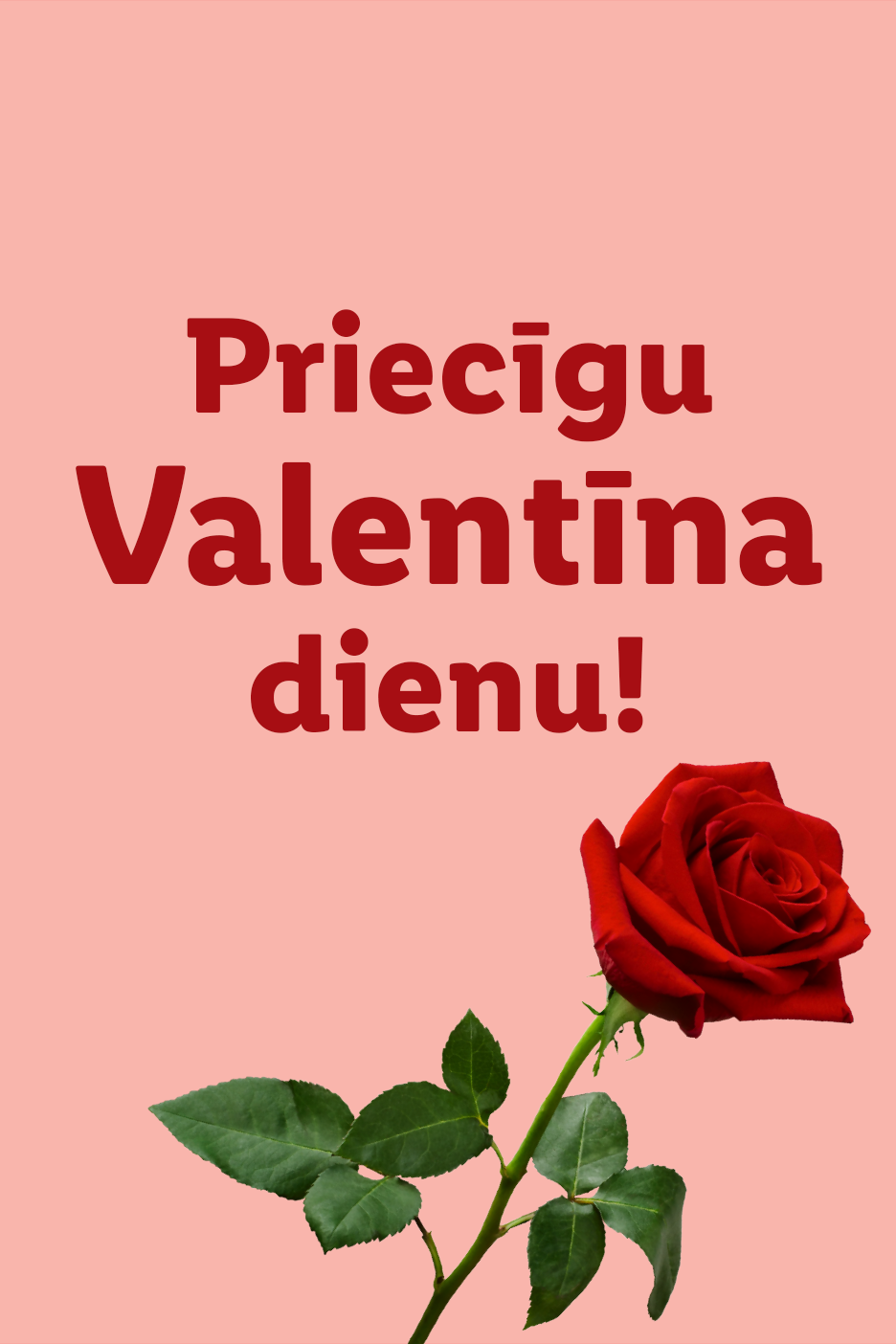 Sarkana roze uz rozā fona ar tekstu 'Priecīgu Valentīna dienu!'.