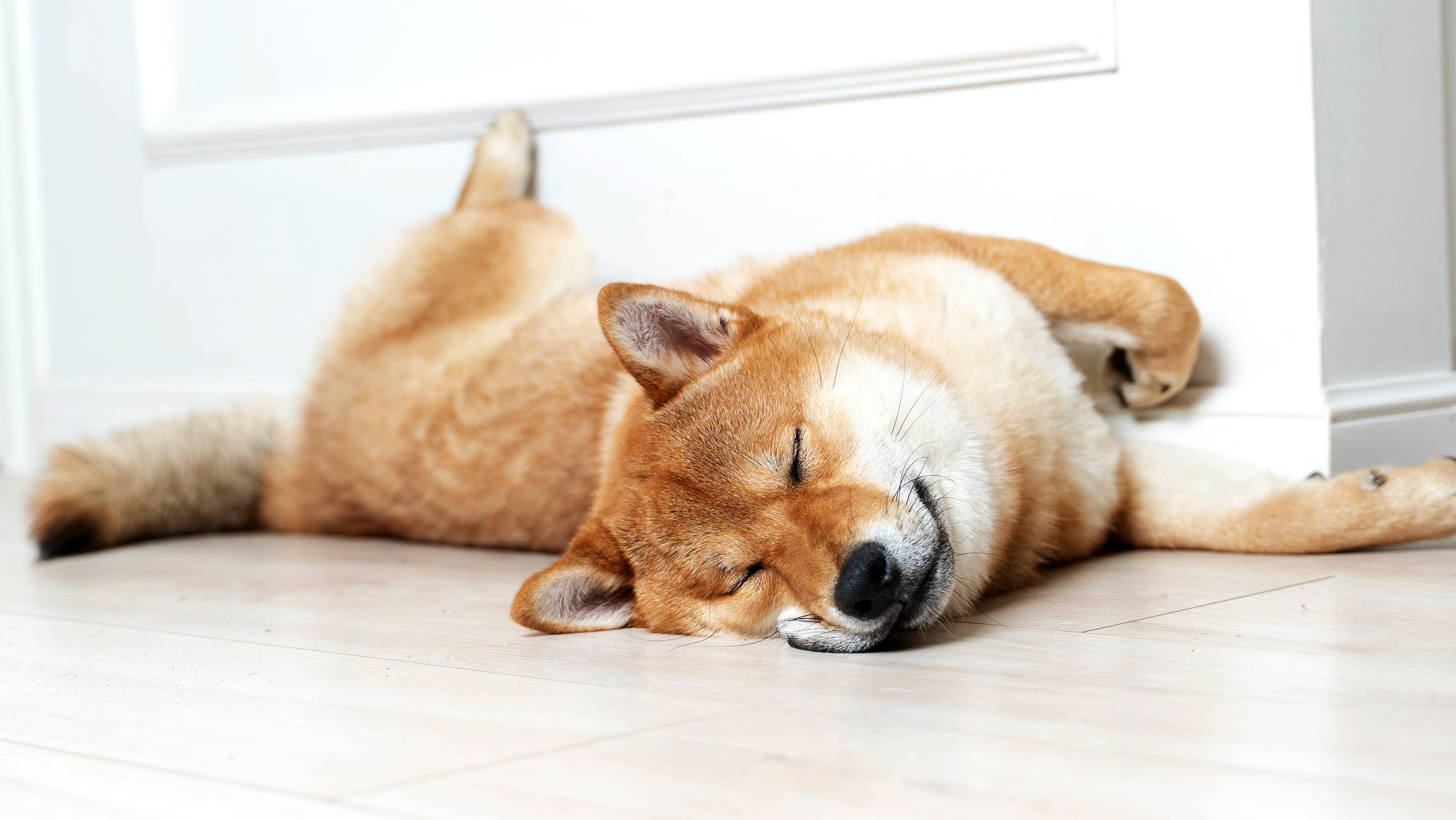 Guļošs Shiba Inu suns guļ uz grīdas pie sienas.