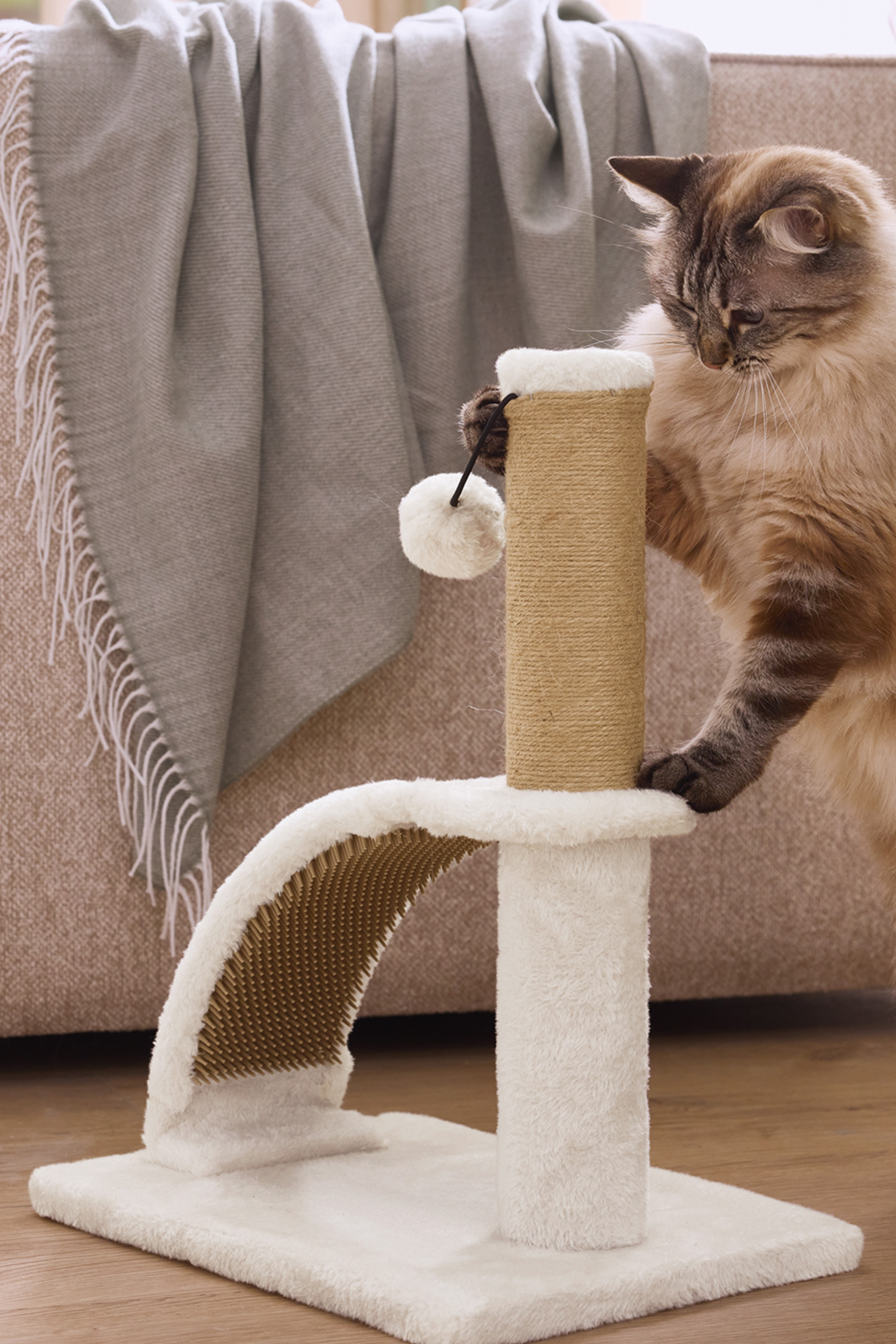 Kaķis spēlējas ar kaķu skrāpējamo stabu ar bumbu un masāžas loku.