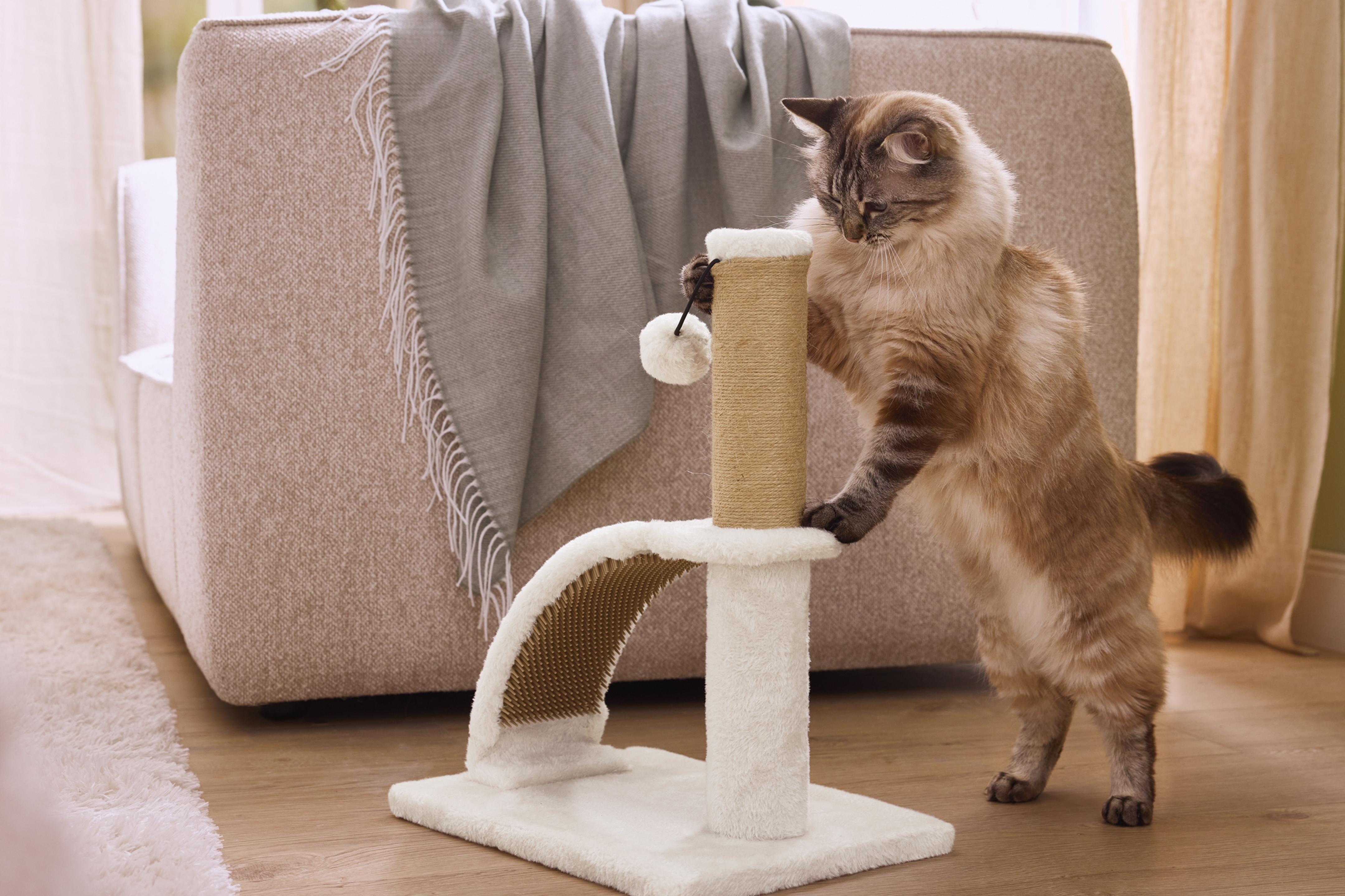 Kaķis spēlējas ar kaķu skrāpi ar bumbiņām mājīgā viesistabā.